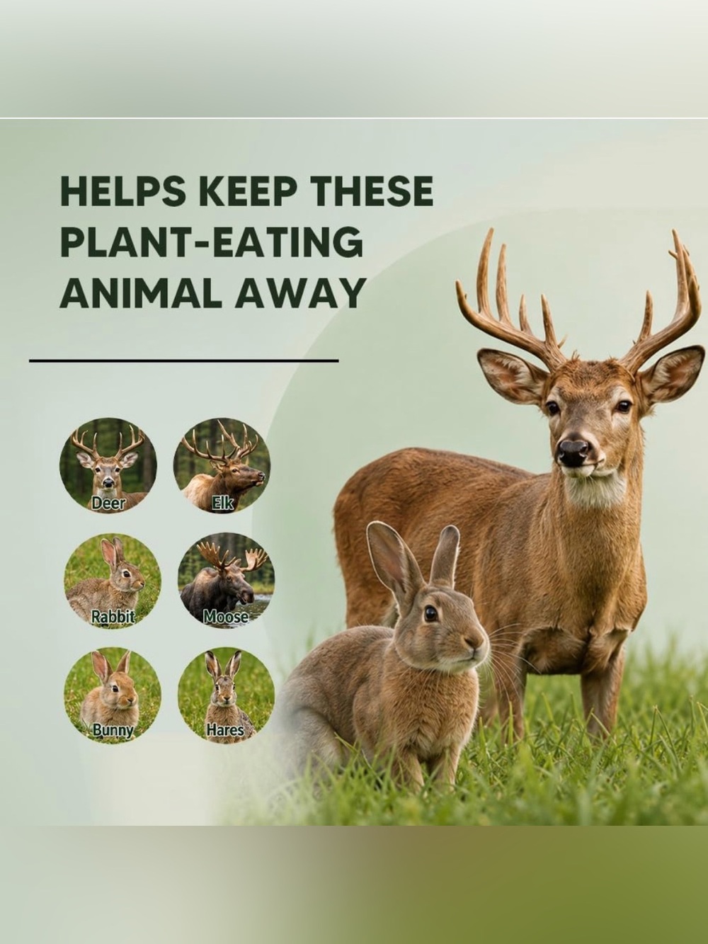 Deer & Rabbit Repellent – 12 Pack - Picture 3 of 9